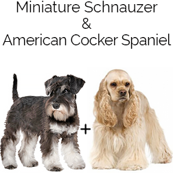 Mini Schnocker Dog